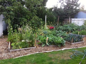 Small garden beds can produce a lot of food!
