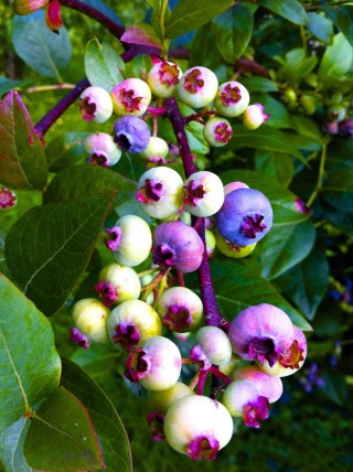 Blueberries contain a lot of anthocyanin